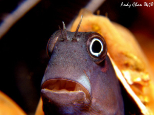 Blenny - Tulamben Bali
Canon G9 + Nikonos SB 105 + Inon ... by Andy Chan 